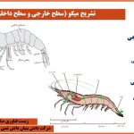 فیلم تشریح میگو