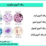 رنگ آمیزی میکروب